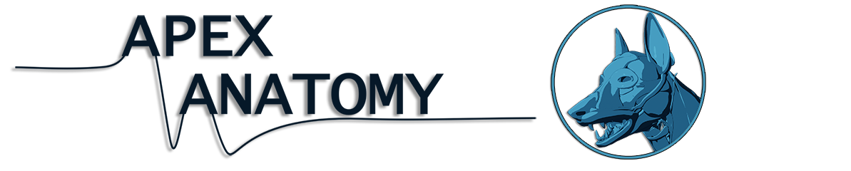 Apex Anatomy